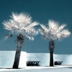 Les Palmiers, Photographie Infrarouge