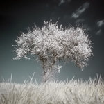 Photographie Infrarouge
