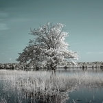 Photographie Infrarouge, lac du Verdon pr&egrave;s de Cholet (49)