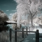Les saules, photographie infrarouge.