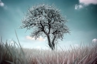 Photographie Infrarouge