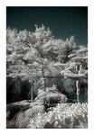 Parc Oriental de Maul&eacute;vrier, photographie infrarouge.