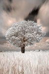 Photographie Infrarouge